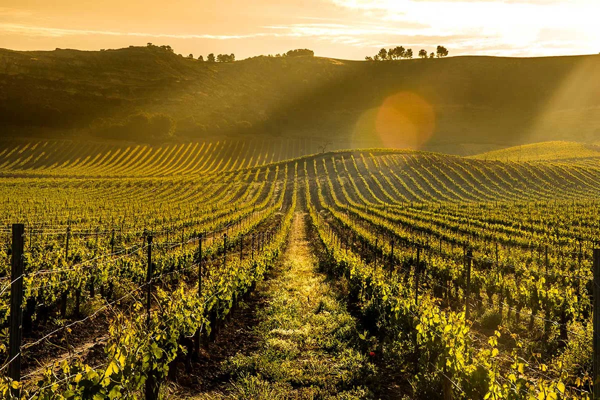Viñedo de Pago de Carraovejas al amanecer