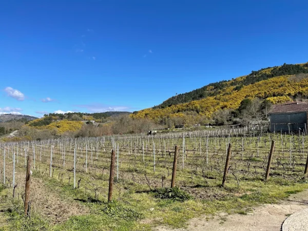 Cuñas Davia (Adegas Valdavia)