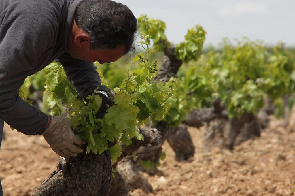 Uva recien entrada junto a los depositos de acero de Bodegas Mauro