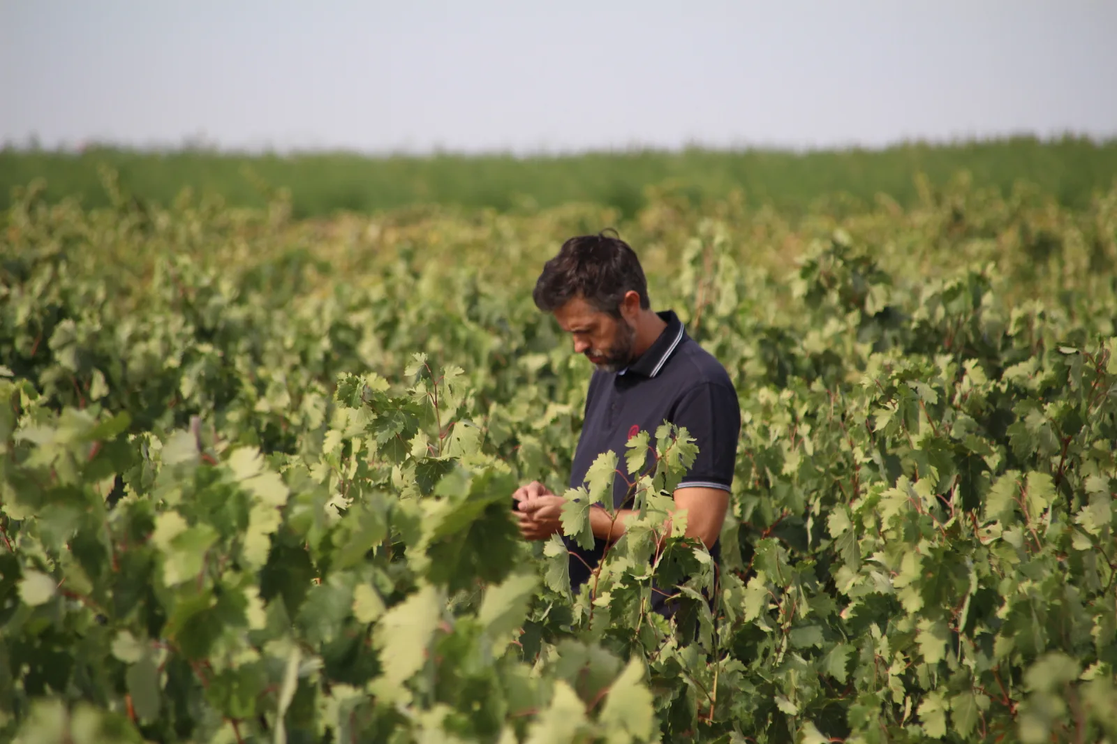 Vendimia a mano en los vinedos de Bodegas Mauro