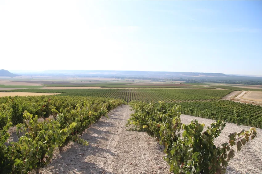 Vinedo de Bodegas Mauro en el Valle del Duero