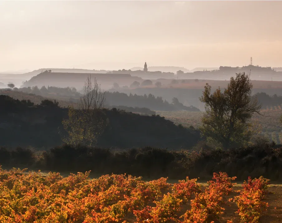 Paisaje de viñedos de Bodegas Roda entre la niebla
