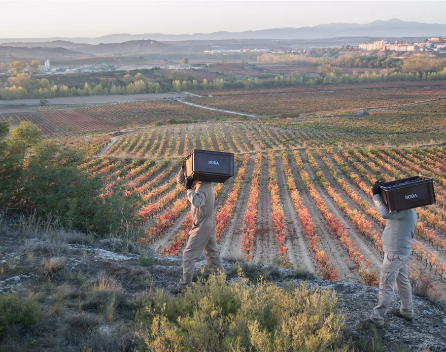 Vendimia en los viñedos de Bodegas Roda vista desde el aire