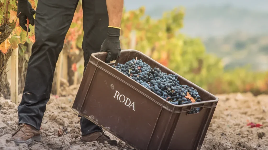 Caja de vendimia de Bodegas Roda llena de uva tinta