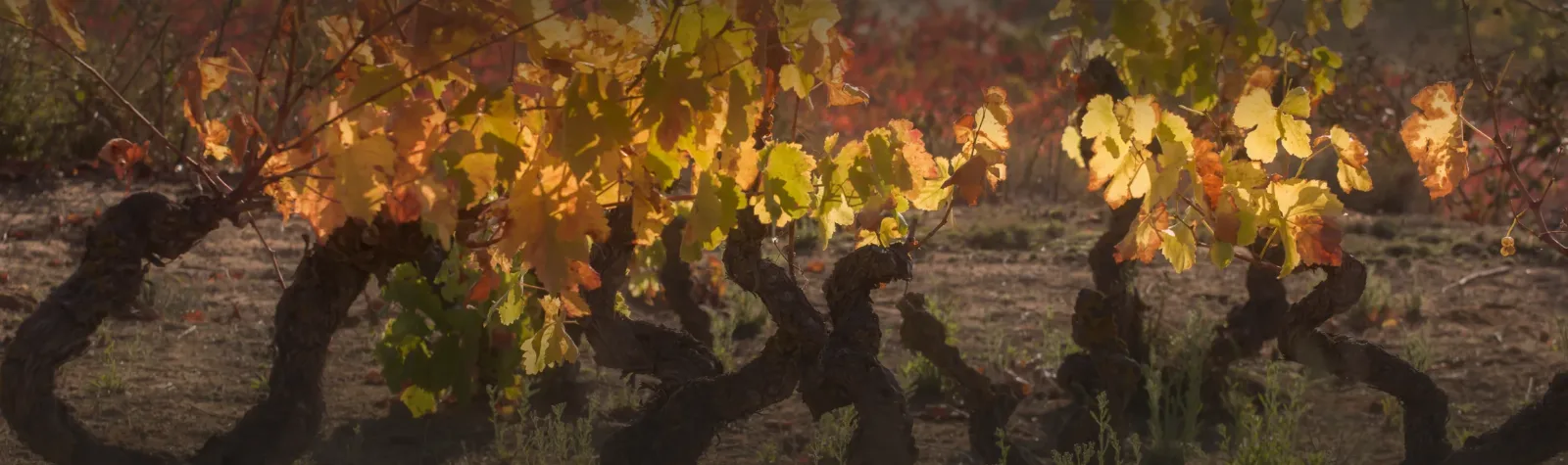 Viñedo de Bodegas Roda en otoño, en Rioja Alta