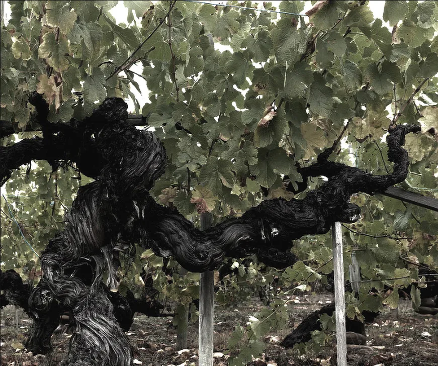 Cepa vieja de godello en los viñedos de Valdesil
