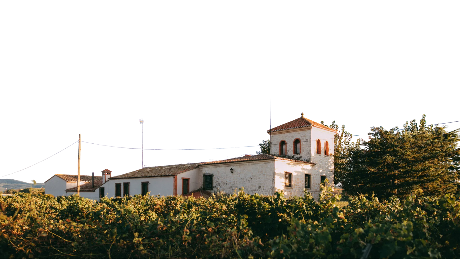 La bodega de Vegalfaro entre viñas, en El Pontón, Requena