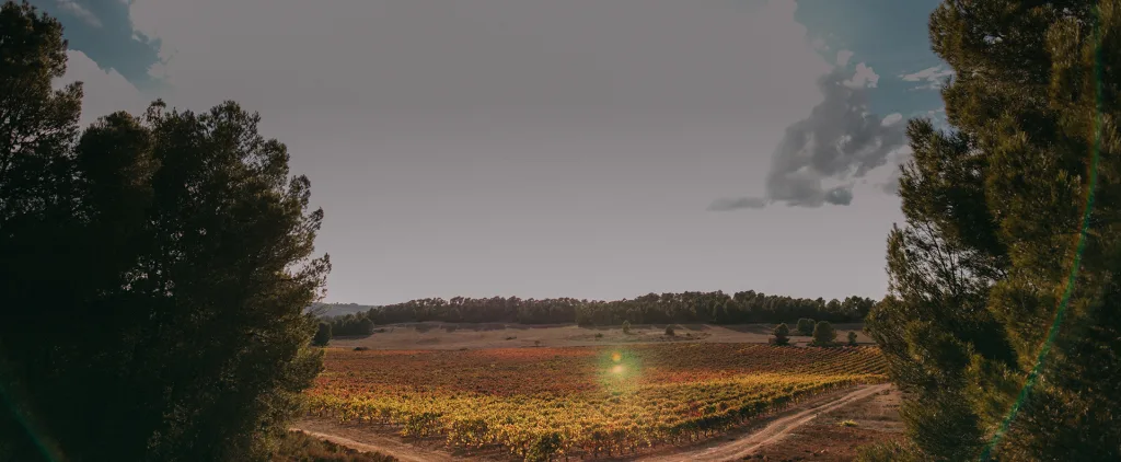 Viñedo de Pago de Los Balagueses al atardecer, entre pinares