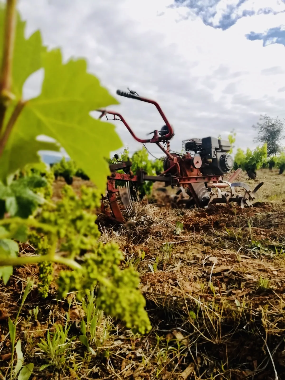 Caballo arando un viñedo de Verónica Ortega en el Bierzo