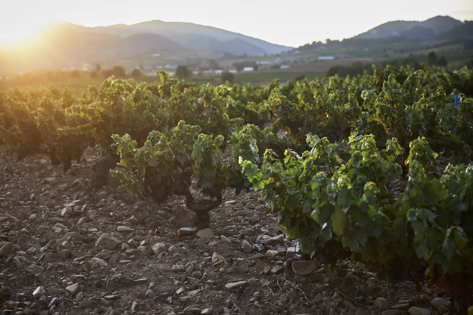 Viñedo de Verónica Ortega en el Bierzo
