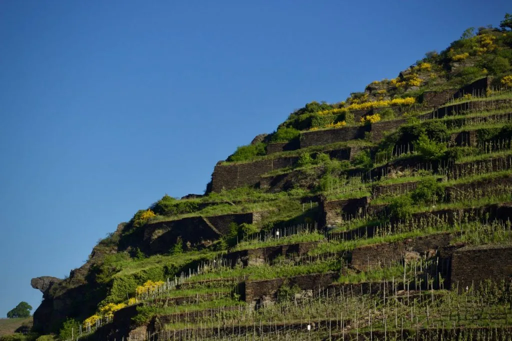 Viñedo en bancales sobre una ladera muy pronunciada