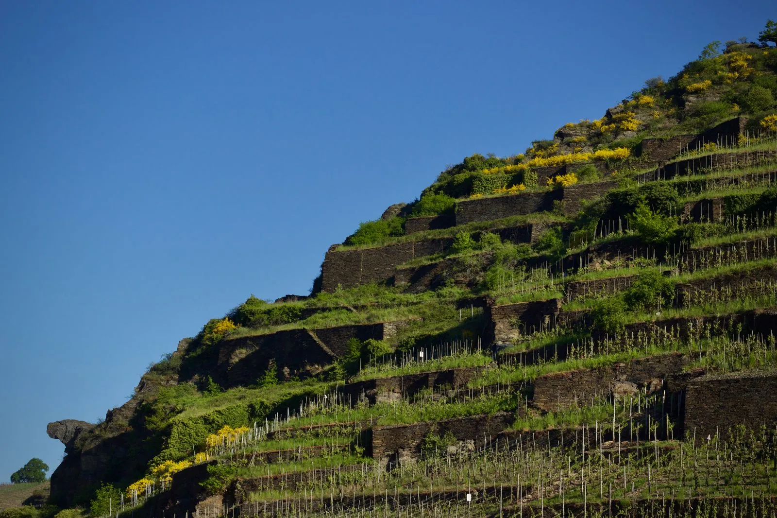 Viñedo en bancales sobre una ladera muy pronunciada