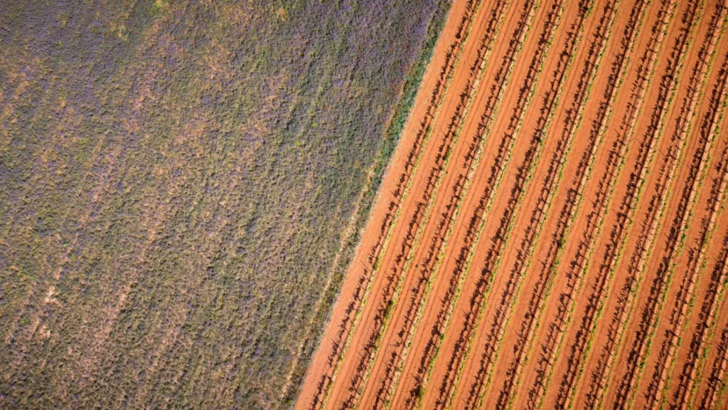 Viñedo en la provincia de Burgos, tierra roja y cepas verdes