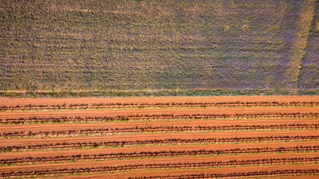 Viñedo en hileras en Castilla y León, vista aérea