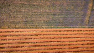 Ribera del Duero: los imprescindibles de la casa