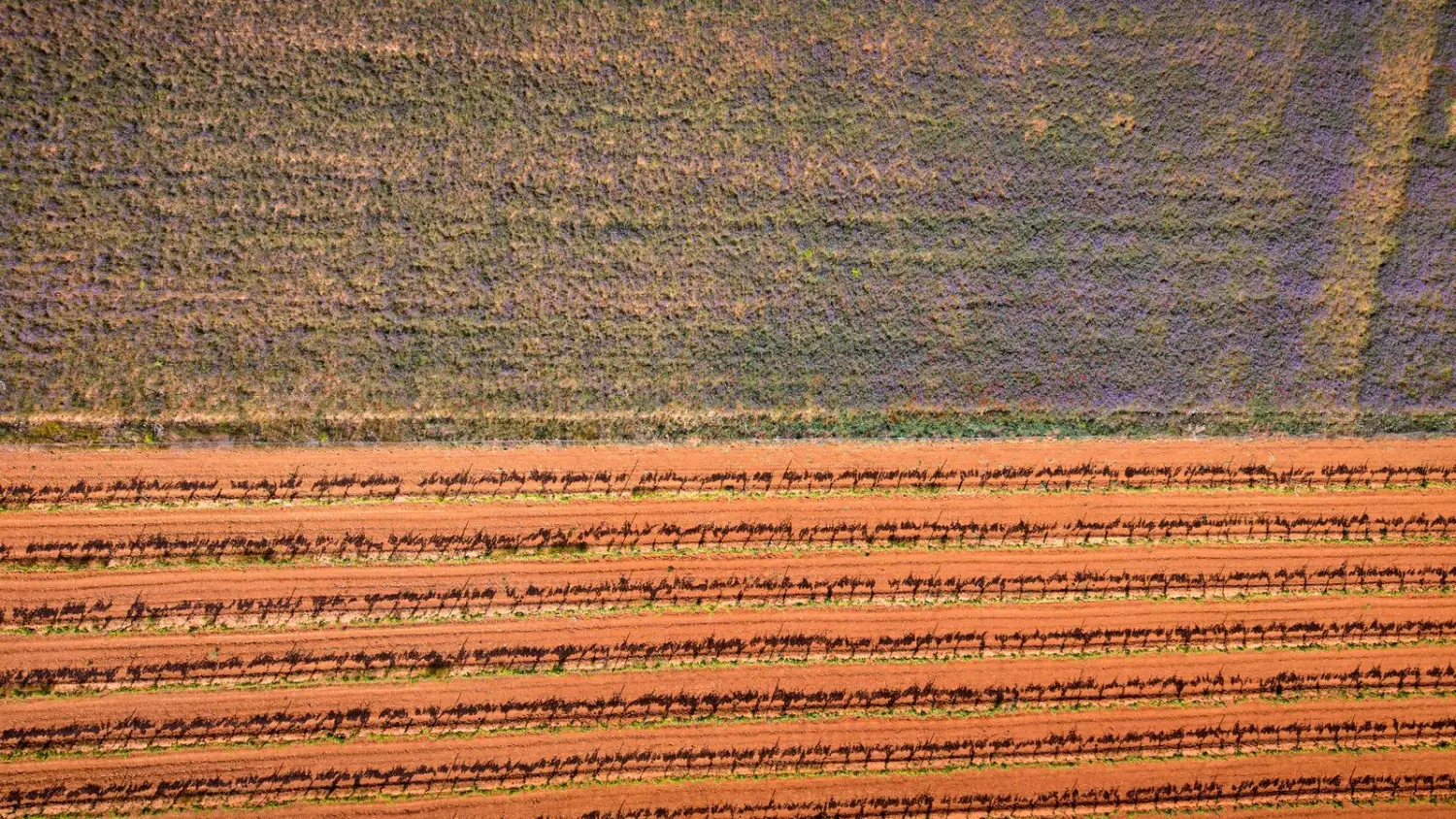 Viñedo en hileras en Castilla y León, vista aérea