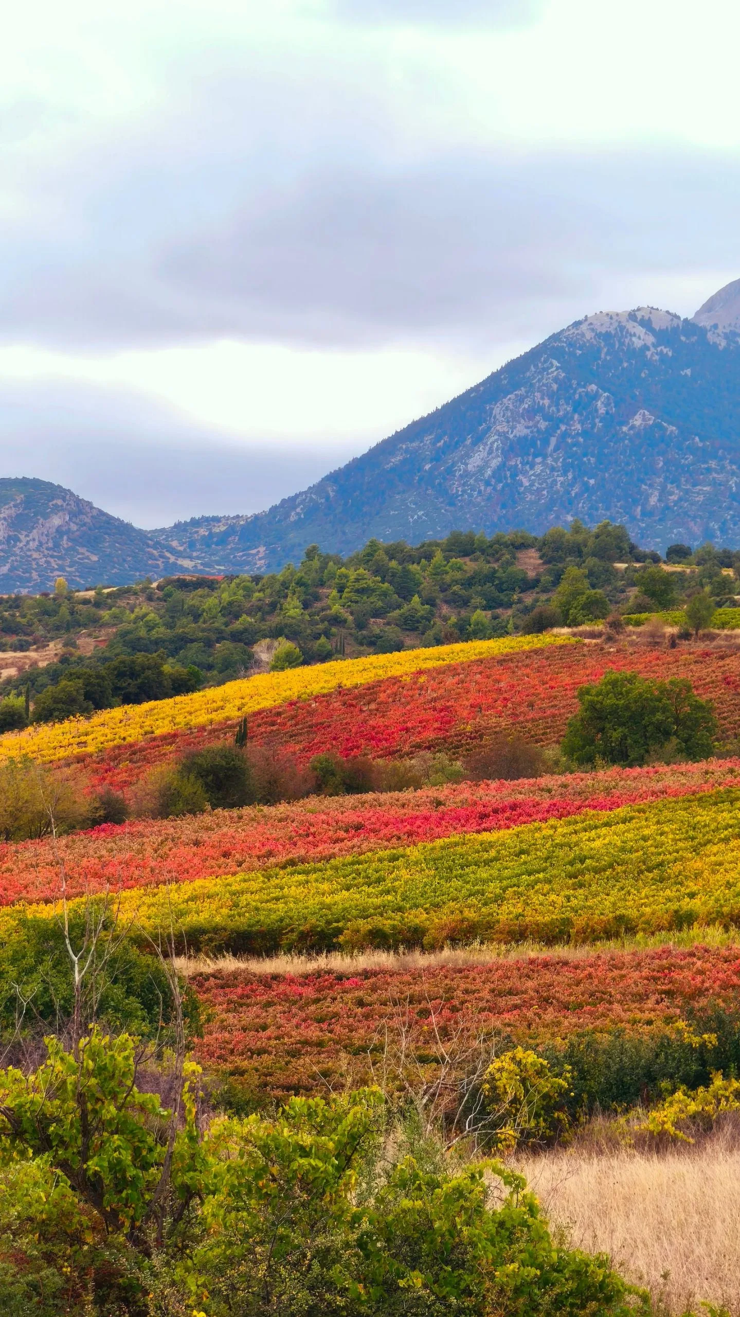 Viñedo de montaña en otoño, con la sierra al fondo