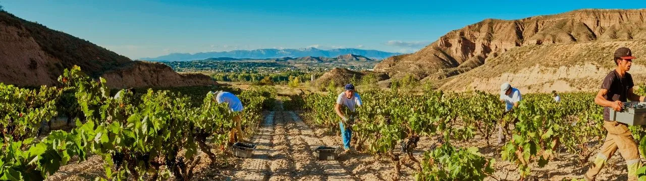 Trabajo en los viñedos de Vinícola Real, en Rioja