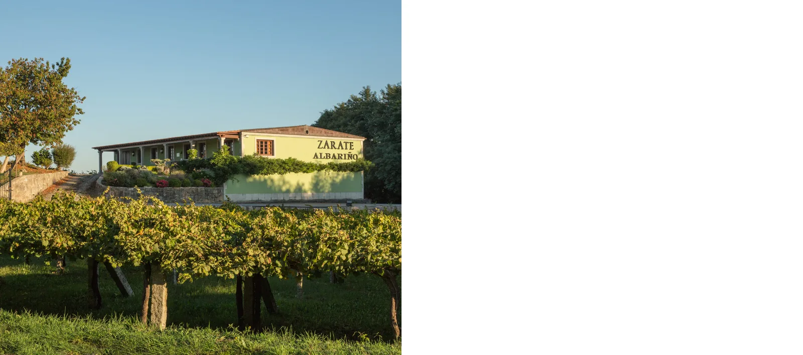 Bodega y viñedos de Zárate en el valle del Salnés