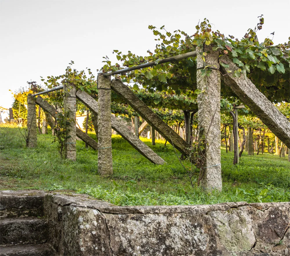 Emparrado de albariño sobre postes de granito en los viñedos de Zárate